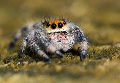 Picture of USA, FLORIDA CLOSE-UP OF JUMPING SPIDER