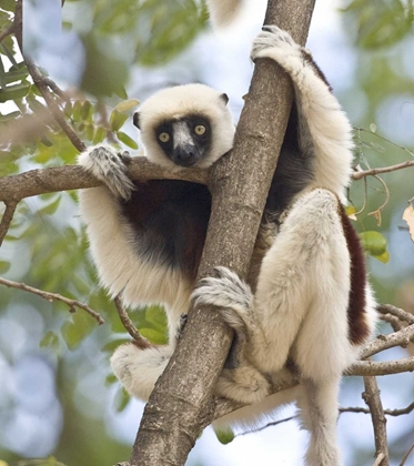 Picture of MADAGASCAR SIFAKA LEMUR PERCHED IN TREE