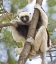 Picture of MADAGASCAR SIFAKA LEMUR PERCHED IN TREE