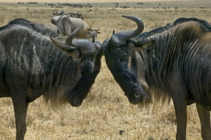 Picture of KENYA TWO WILDEBEEST BEGIN CONFRONTATION