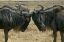 Picture of KENYA TWO WILDEBEEST BEGIN CONFRONTATION