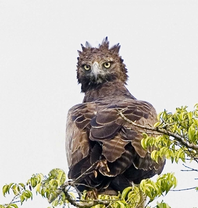 Picture of KENYA MARTIAL EAGLE PERCHED ON TREE LIMB