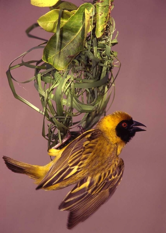 Picture of KENYA MASKED WEAVER BIRD BUILDING A NEST