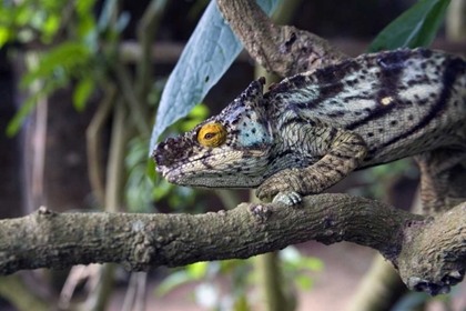 Picture of MADAGASCAR CHAMELEON CRAWLS ON TREE LIMB