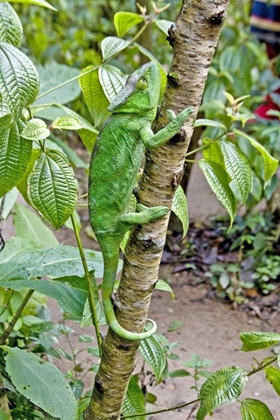 Picture of MADAGASCAR CHAMELEON CRAWLS UP TREE LIMB