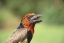 Picture of KENYA BLACK-COLLARED BARBET BIRD CALLING