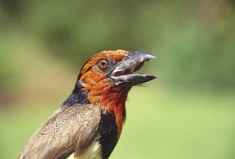 Picture of KENYA BLACK-COLLARED BARBET BIRD CALLING