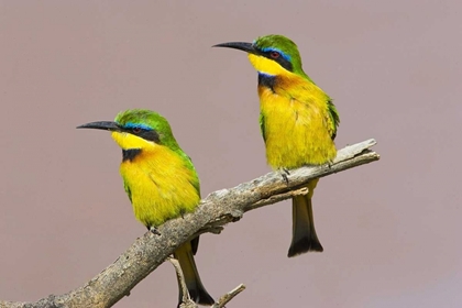 Picture of KENYA TWO LITTLE BEE-EATER BIRDS ON LIMB