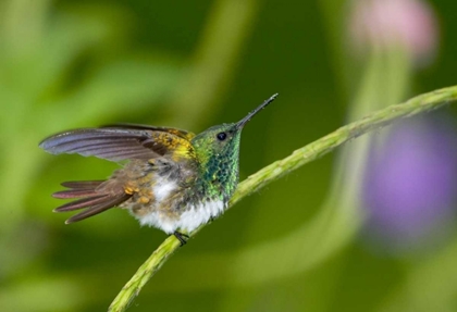 Picture of PANAMA SNOWY-BELLIED HUMMINGBIRD ON LIMB