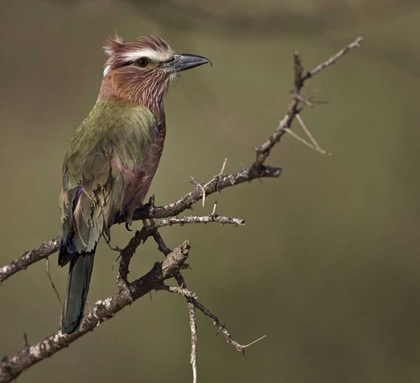 Picture of KENYA RUFOUS-CROWNED ROLLER BIRD ON LIMB