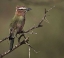 Picture of KENYA RUFOUS-CROWNED ROLLER BIRD ON LIMB