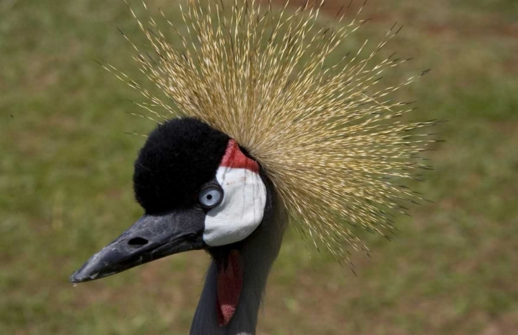 Picture of KENYA, MASAI MARA CROWNED CRANE PORTRAIT