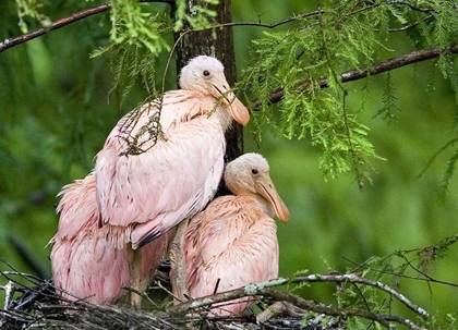 Picture of LOUISIANA SPOONBILL CHICKS ON THEIR NEST