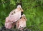 Picture of LOUISIANA SPOONBILL CHICKS ON THEIR NEST
