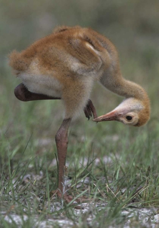 Picture of FL, LAKE KISSIMMEE SANDHILL CRANE CHICK 