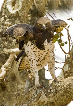 Picture of KENYA MARTIAL EAGLE STANDING ON TREE LIMB