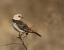 Picture of KENYA WHITE-HEADED BUFFALO WEAVER ON LIMB