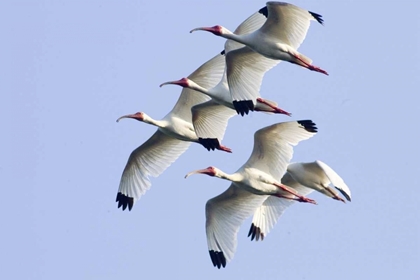 Picture of USA, FLORIDA, EVERGLADES NP FLYING IBISES