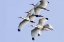 Picture of USA, FLORIDA, EVERGLADES NP FLYING IBISES