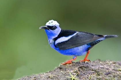 Picture of PANAMA RED-LEGGED HONEYCREEPER ON BOULDER