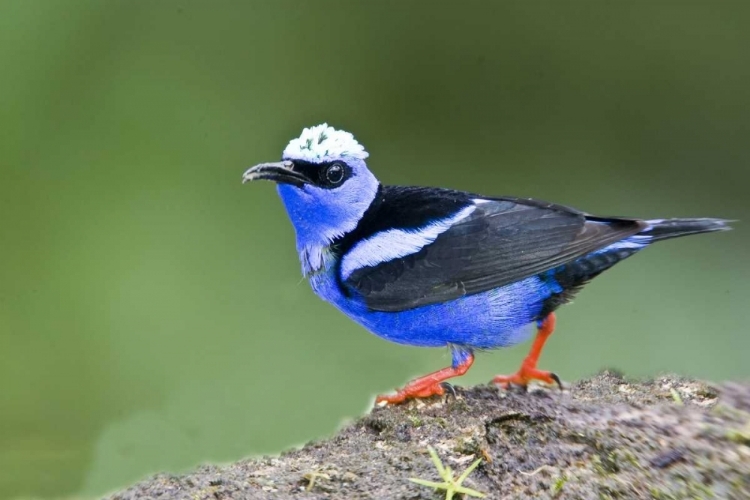 Picture of PANAMA RED-LEGGED HONEYCREEPER ON BOULDER