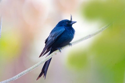 Picture of MADAGASCAR CRESTED DRONGO PERCHED ON LIMB