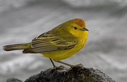 Picture of ECUADOR, GALAPAGOS ISLANDS YELLOW WARBLER