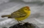 Picture of ECUADOR, GALAPAGOS ISLANDS YELLOW WARBLER
