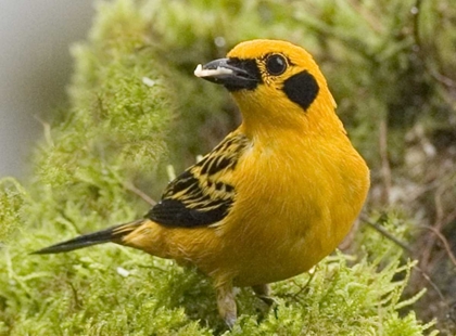 Picture of ECUADOR GOLDEN TANAGER FEEDING IN FOLIAGE