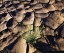 Picture of CA, ANZA-BORREGO DESERT POPPY IN CRACKED MUD