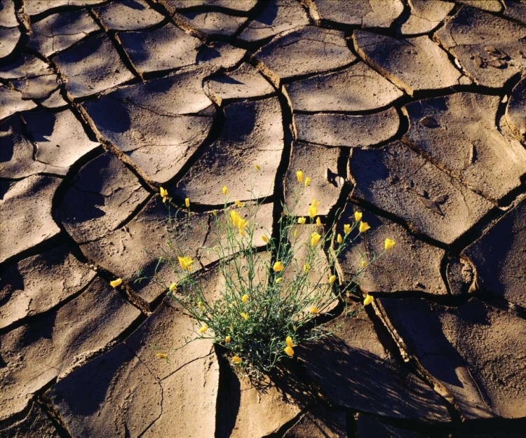 Picture of CA, ANZA-BORREGO DESERT POPPY IN CRACKED MUD