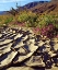 Picture of CA, ANZA-BORREGO DESERT POPPY IN CRACKED MUD