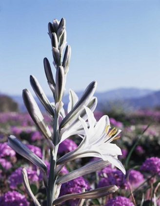 Picture of CA, ANZA-BORREGO DESERT LILY AND SAN VERBENA