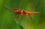 Picture of CA, SAN DIEGO, MISSION TRAILS PARK DRAGONFLY
