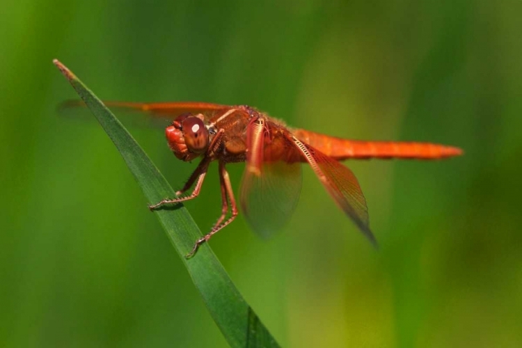 Picture of CA, SAN DIEGO, MISSION TRAILS PARK DRAGONFLY