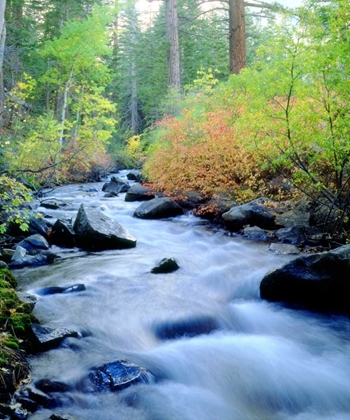 Picture of CA, SIERRA NEVADA, AUTUMN AT LEE VINING CREEK