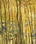 Picture of CA, SIERRA NEVADA FALL COLORS OF ASPEN TREES