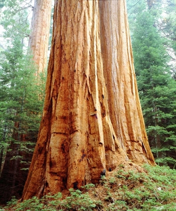 Picture of CA, SIERRA NEVADA OLD-GROWTH SEQUOIA REDWOOD