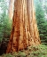 Picture of CA, SIERRA NEVADA OLD-GROWTH SEQUOIA REDWOOD