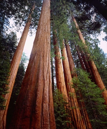 Picture of CA, SIERRA NEVADA OLD-GROWTH SEQUOIA REDWOOD