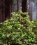 Picture of CA, OLD-GROWTH REDWOOD TREE WITH RHODODENDRON