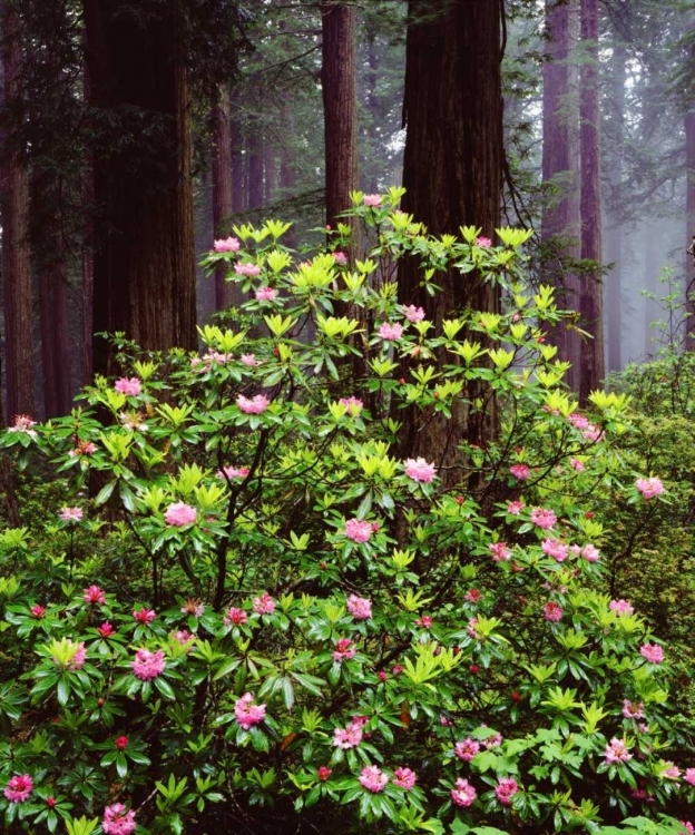 Picture of CA, OLD-GROWTH REDWOOD TREE WITH RHODODENDRON