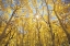 Picture of CA, SIERRA NEVADA FALL COLORS OF ASPEN TREES