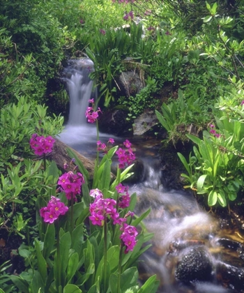 Picture of CO, ROCKY MTS, FLOWERS ALONG A FLOWING STREAM