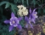 Picture of CO, MUTANT COLUMBINE FLOWERS IN THE ROCKY MTS