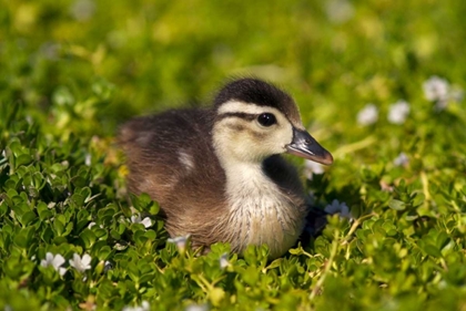 Picture of CA, SAN DIEGO, WOOD DUCKLING ON THE SHORELINE