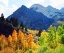 Picture of CA, SIERRA NEVADA FALL COLORS OF ASPEN TREES