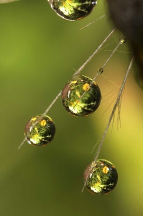 Picture of CA, SAN DIEGO WATER DROPLETS ON A DANDELION 