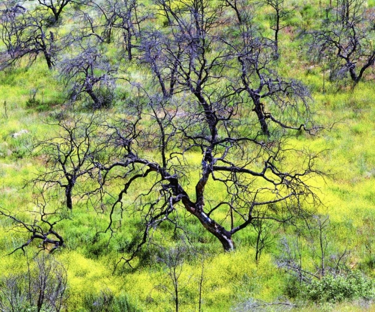 Picture of CA, SAN DIEGO MUSTARD PLANTS INŸCLEVELAND NF