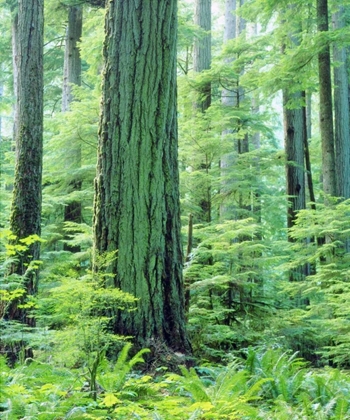 Picture of CANADA, VANCOUVER ISL OLD-GROWTH DOUGLAS FIR